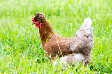 chicken on green grass close-up. Poultry farm