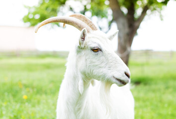 Goat close-up on a background of green tree.Farm, livestock, pets