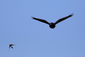 Flying raven. Blue sky background. Bird: Northern Raven. Corvus corax.