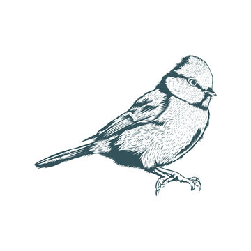 recommend clip art: bird line art illustration