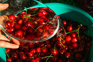 cherries in a bowl with water