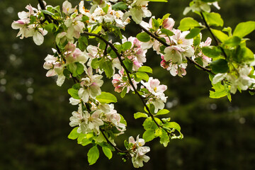 Apple blossoms in a tree in Silver Falls State Park near Silverton, Oregon