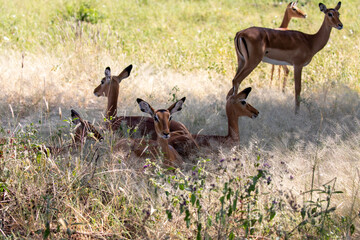 Group of female Impala