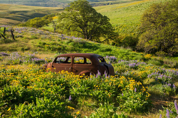 A vintage, rusted car and balsam root and lupine flowers in the Columbia Hills State park in Central Washington, adjacent to the Columbia River
