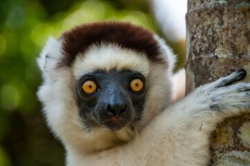 Close up of a white lemur sifaka
