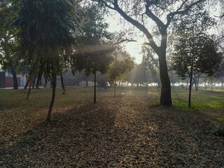morning in the park