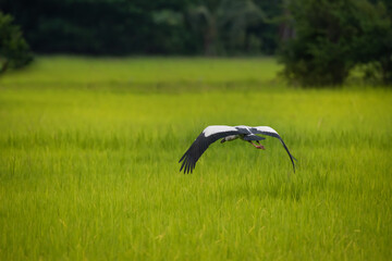 Openbill stork bird is flying at paddy rice field.