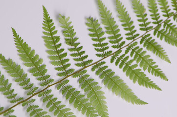 fern leaf on white background