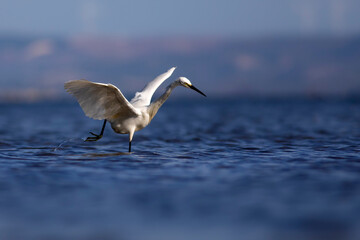White Heron. Little egret. Blue water nature background. Bird: Little Egret. Egretta garzetta.