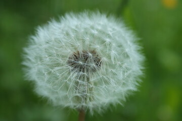 Fototapeta premium Dandelion on green background