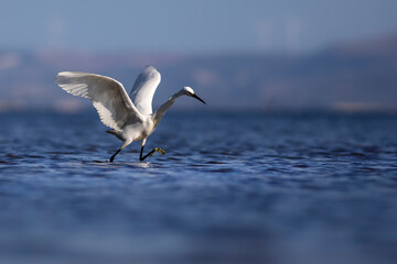 White Heron. Little egret. Blue water nature background. Bird: Little Egret. Egretta garzetta.