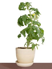 Naklejka premium tomato plant and yellow flowers close up