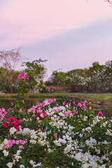 Bush with flowers at sunset in a blooming Park.