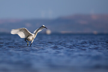 White Heron. Little egret. Blue water nature background. Bird: Little Egret. Egretta garzetta.