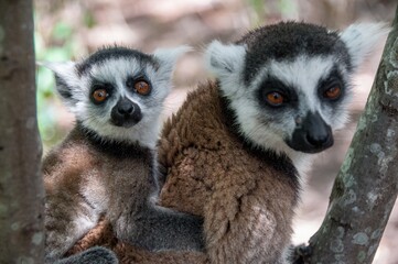  Lemur Catta with her cub 