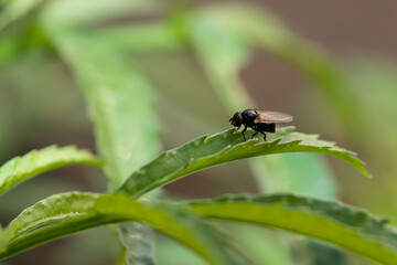 Brachycera Fly Sitiing on a Leaf