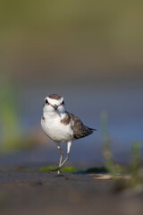 Cute little water bird. Nature background. Common water bird: Kentish Plover. Charadrius alexandrinus.