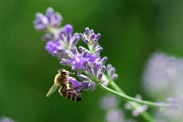 Honey bee on lavender flower. Honey bee is collecting pollen. Pollination of plants by bees.