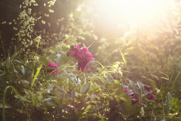 Grass and flowers at sunset outdoor