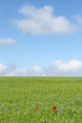 Poppies in  green meadow. Summer landscape