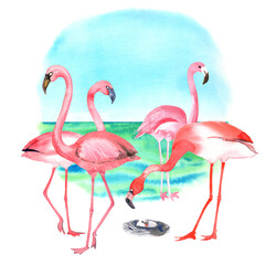 Orange, pink flamingos, baby flamingo  clip art. South sea, blue sky background.  Isolated elements on white background.
 Stock illustration. Hand painted in watercolor.