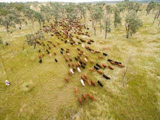 Aerial view of a mob of cattle being mustered.