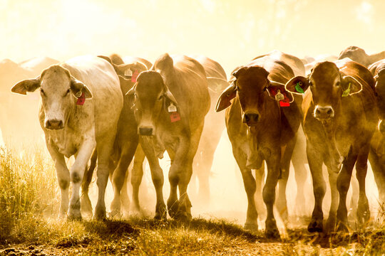 A mob of cattle on the move kicking up dust.