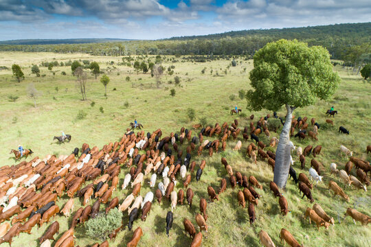 Aerial view of a mob of cattle being mustered past a bottle tree.