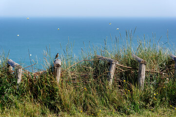passerine bird, butterflies and flying insects on the GR 21 hiking trail in Normandy coast