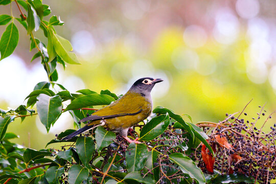 A male Australasian Figbird perched among numerous berries.