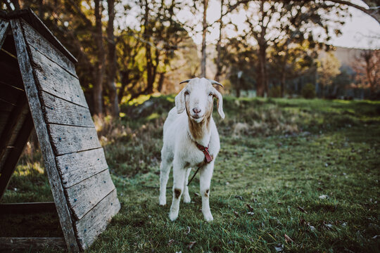 Young goat sanding in paddock looking at camera