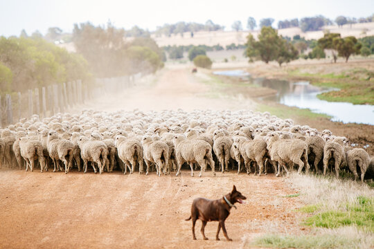 Australian kelpie herding sheep to cattle yard