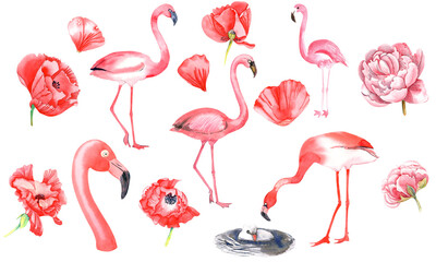 Orange, rosa Flamingos, rote Mohnblumen, Pfingstrosenclipart. Isolierte Elemente auf weißem Hintergrund. Abbildung auf Lager. Handgemalt in Aquarell.
