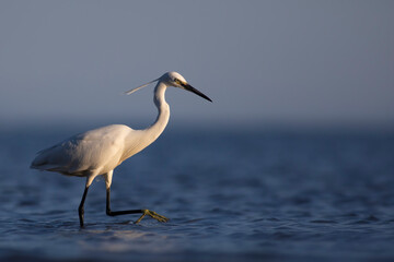 White Heron. Little egret. Blue water nature background. Bird: Little Egret. Egretta garzetta.