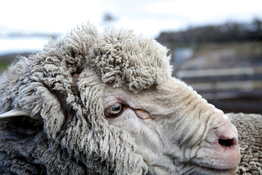 Close up of ram head