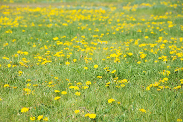 Yellow flowers background. Flowering dandelions