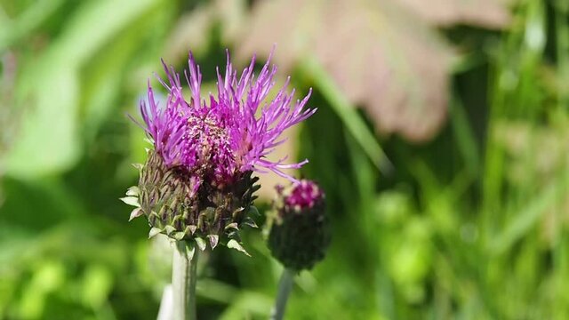 Flower of the wild Thistle Carduus. The pink Thistle inflorescence is close.