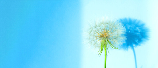 Creative summer concept with white dandelion inflorescences and shadow on blue background. Close-up