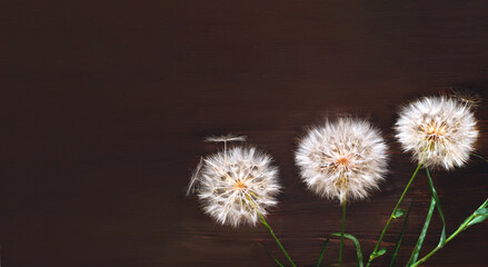 Obraz premium White dandelions inflorescence on wooden background. Concept for festive background or for project. Hello Summer.