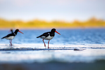Water and birds. Cute colorful water bird Oystercatcher. Nature background. Bird: Eurasian Oystercatcher.
