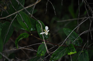 white flowers in the forest