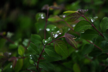 raindrops on leaves