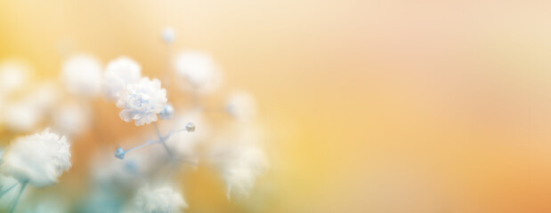 Soft focus white flower blur background.