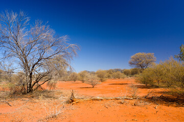 Desert scene with dry shrubs, dark orange sand and dark blue sky