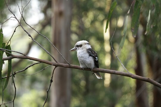 Kookaburra on a tree branch in the bushland