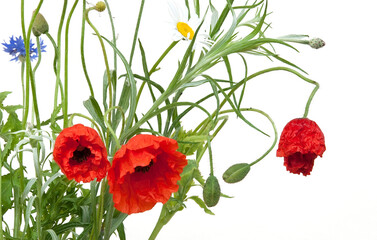 Bouquet of wildflowers