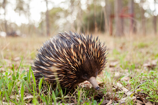 Echidna native Australian animal walking through paddock