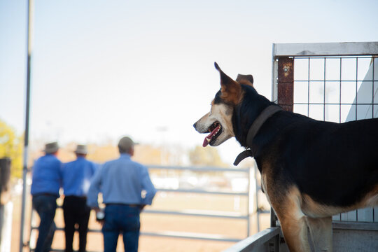 Working dog in back of ute watching farmers leaning on fence