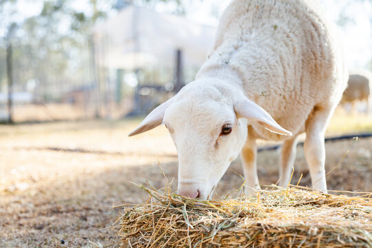 Dorper sheep eating hay
