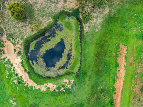 Watercourse and dam with green water weed and grass growing